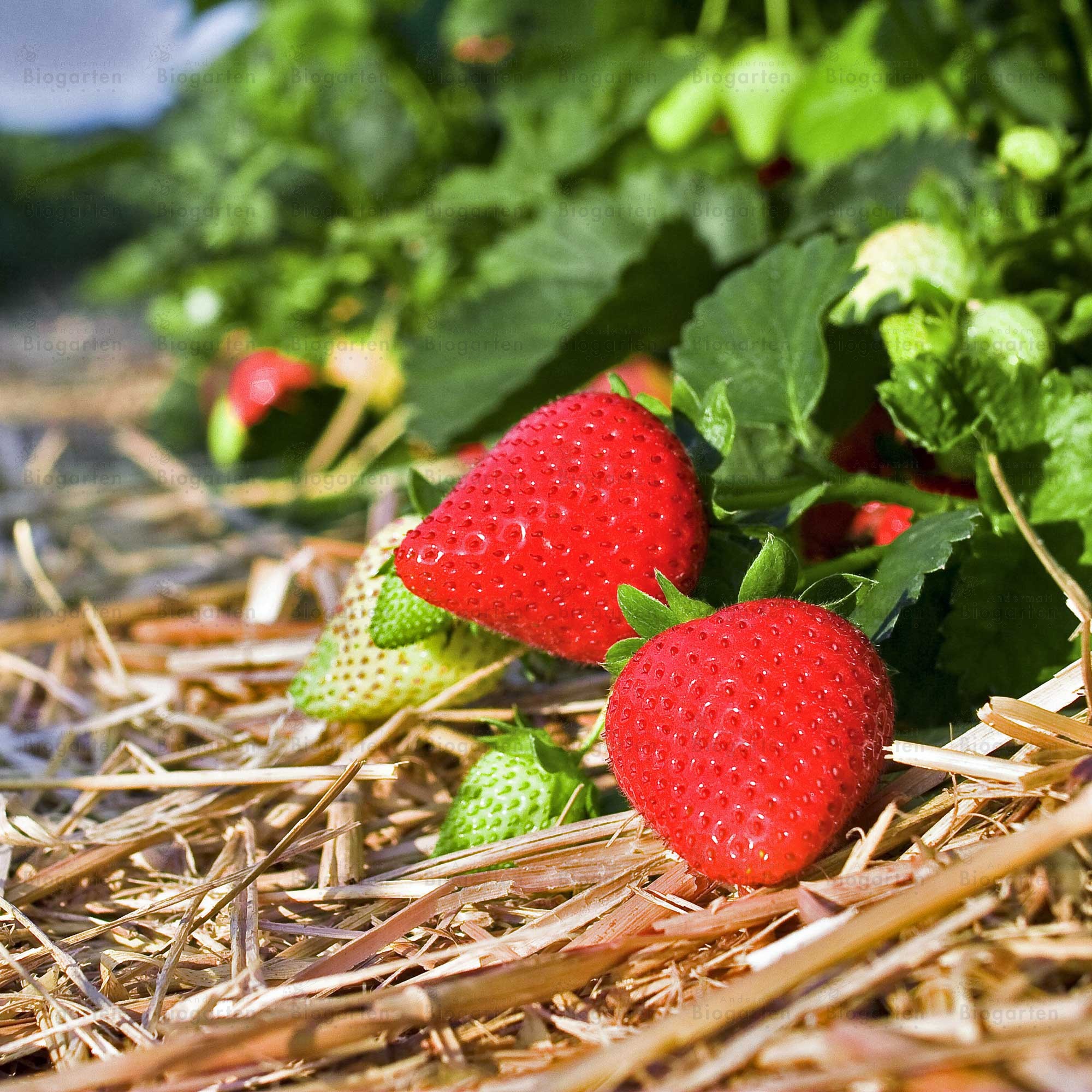 erdbeeren_selber_pflücken