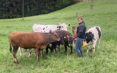 Weide-Beef Mischpakete